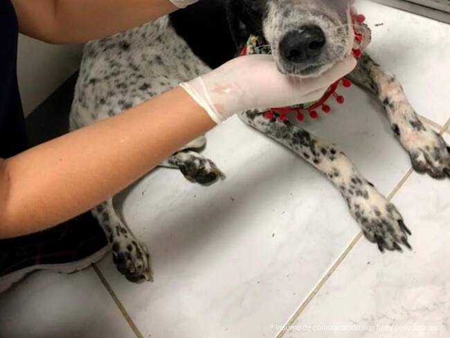 Sparky, perro de compañía. Foto: Suministrada