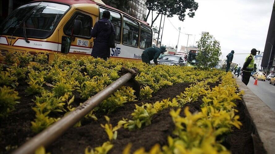 Alcaldía de Bogotá ordena que por cada árbol talado se deberán sembrar cinco más. Foto: Colprensa - Luisa González