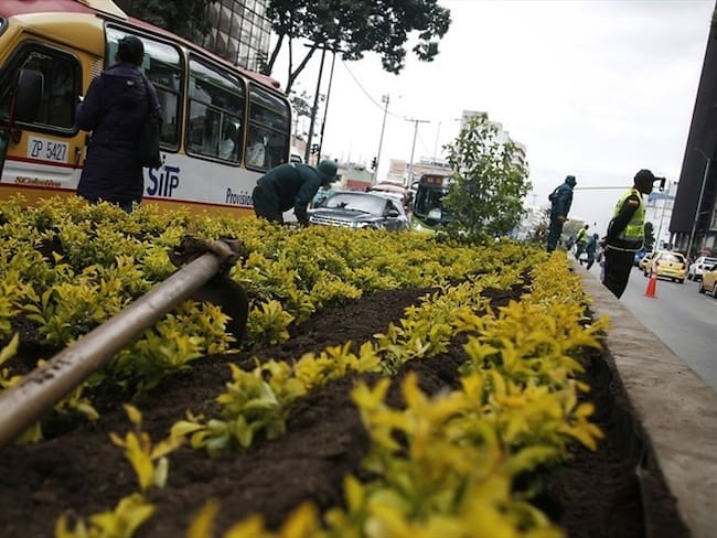 Alcaldía de Bogotá ordena que por cada árbol talado se deberán sembrar cinco más. Foto: Colprensa - Luisa González