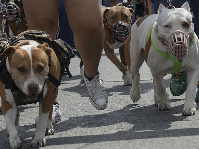 ¿Hay razas de perros peligrosas?. Foto: Getty Images