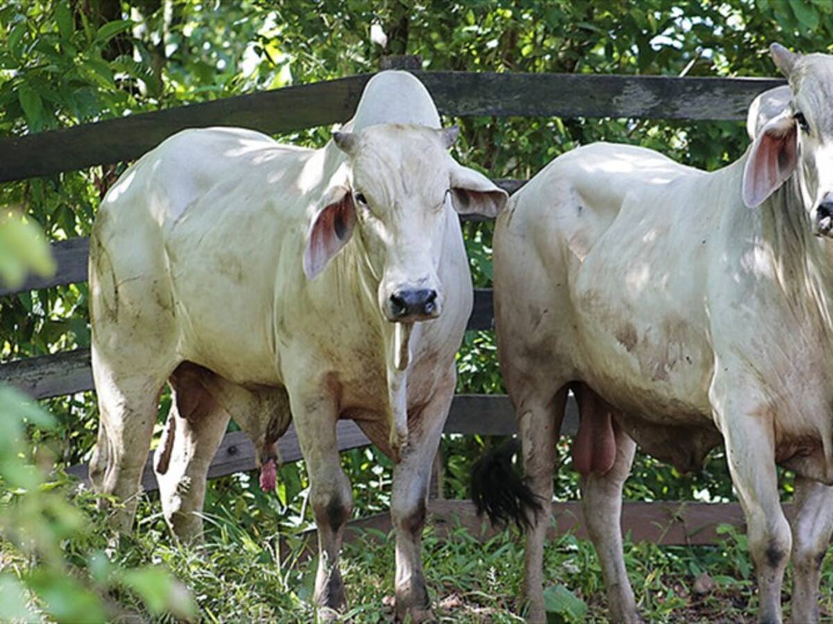 Minagricultura espera recuperar certificación como país libre de fiebre aftosa en enero