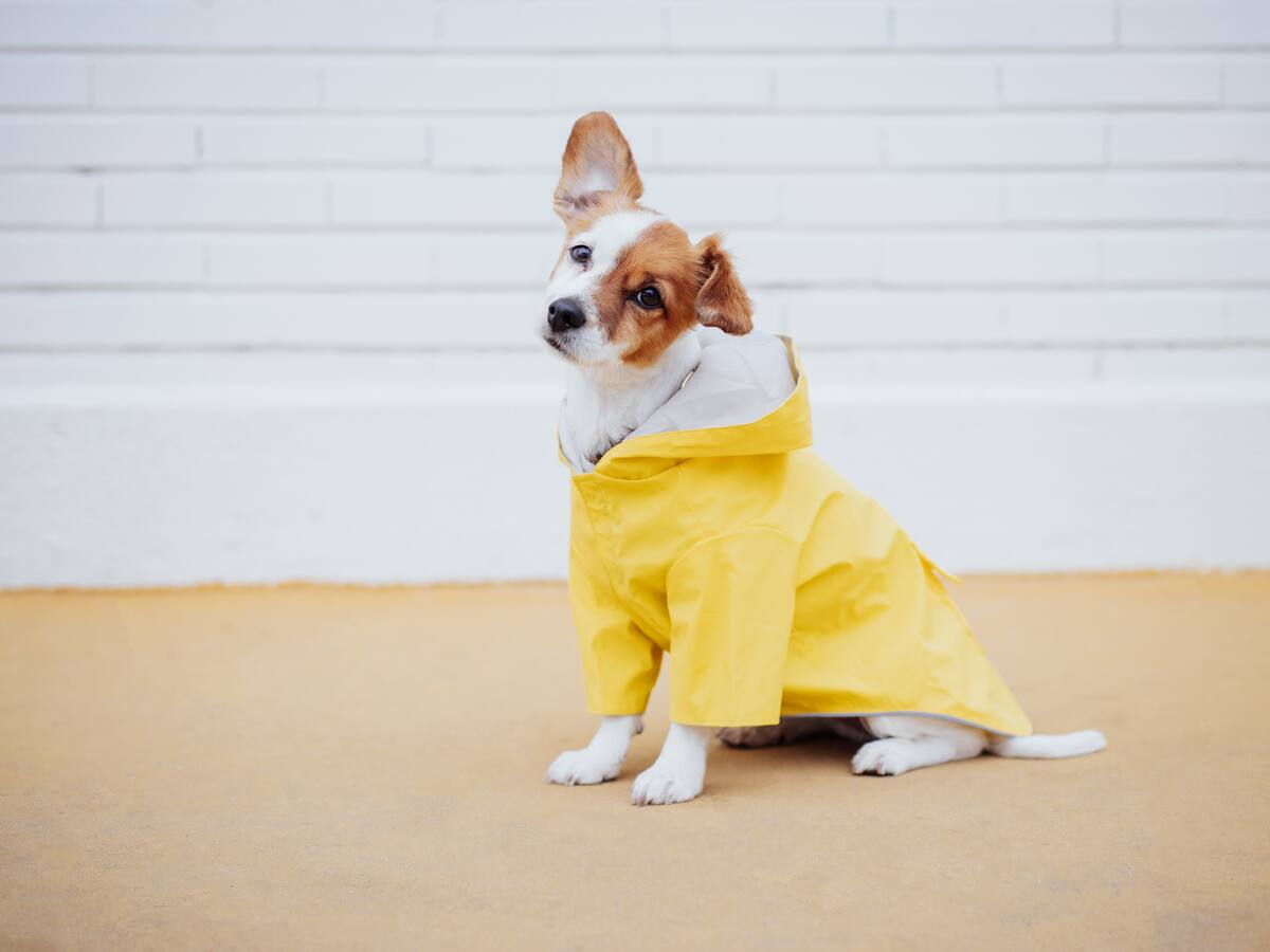 Perros con menos esperanza de vida: ¿cuáles son y cuántos años viven?