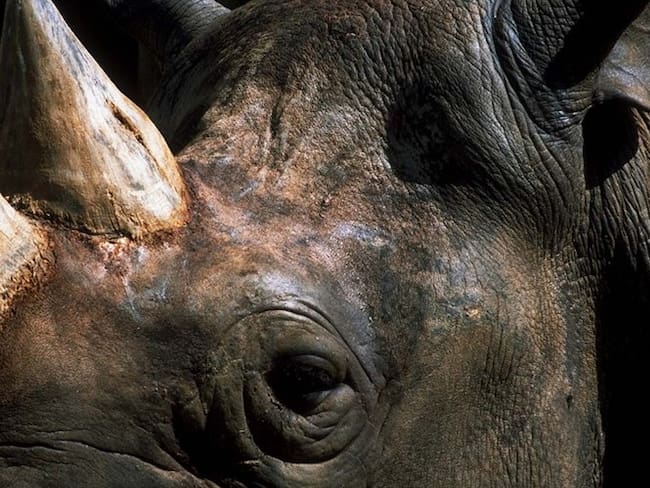 Rinoceronte murió en Antioquia. Foto: Colprensa