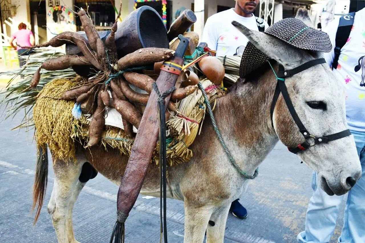Cancelan Festival del Burro en San Antero por baja cobertura en vacunación. Foto: prensa Alcaldía San Antero. 