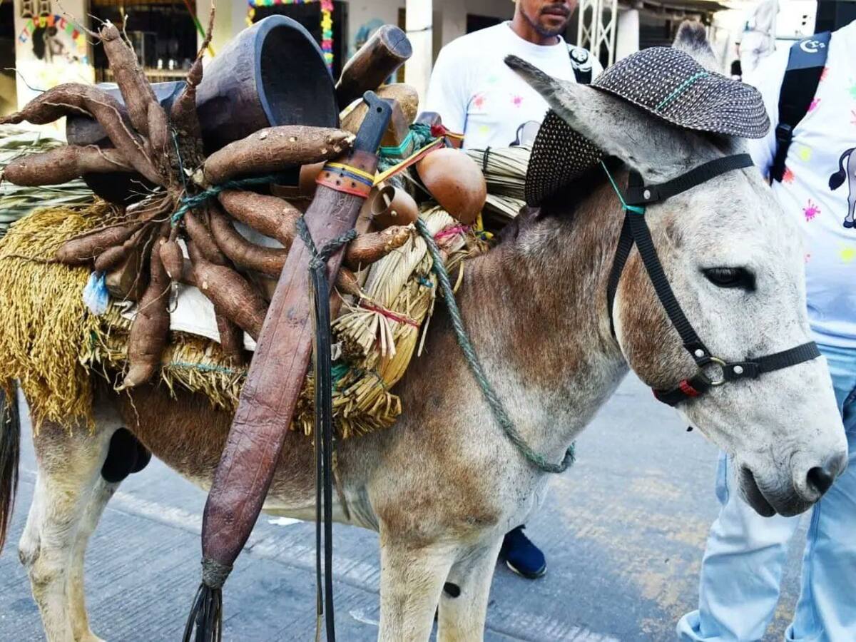Cancelan Festival del Burro en San Antero, Córdoba, por bajo nivel de vacunación COVID-19
