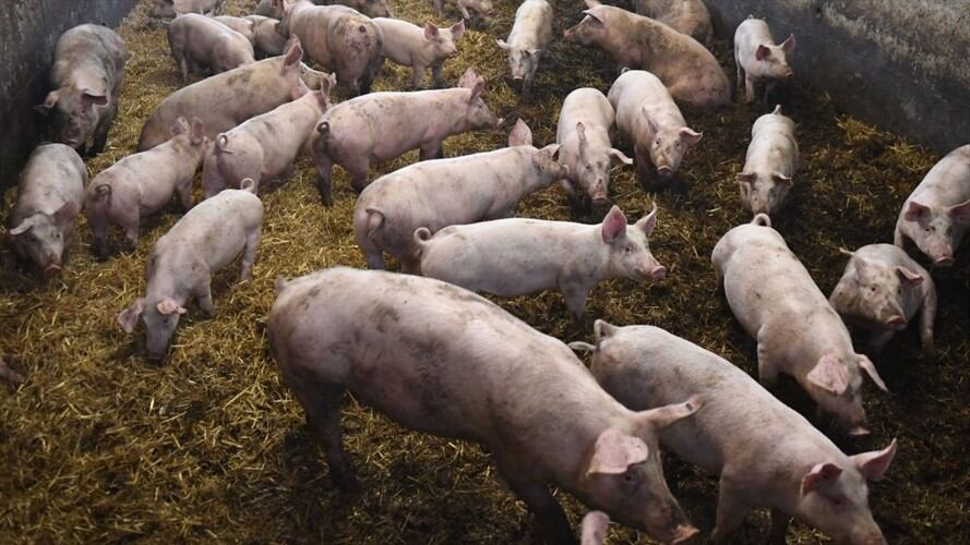 Científicos habrían detectado nueva gripe con “potencial de pandemia” en China. Foto: Getty Images