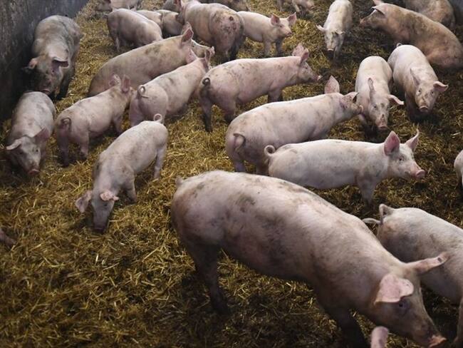 Científicos habrían detectado nueva gripe con “potencial de pandemia” en China. Foto: Getty Images