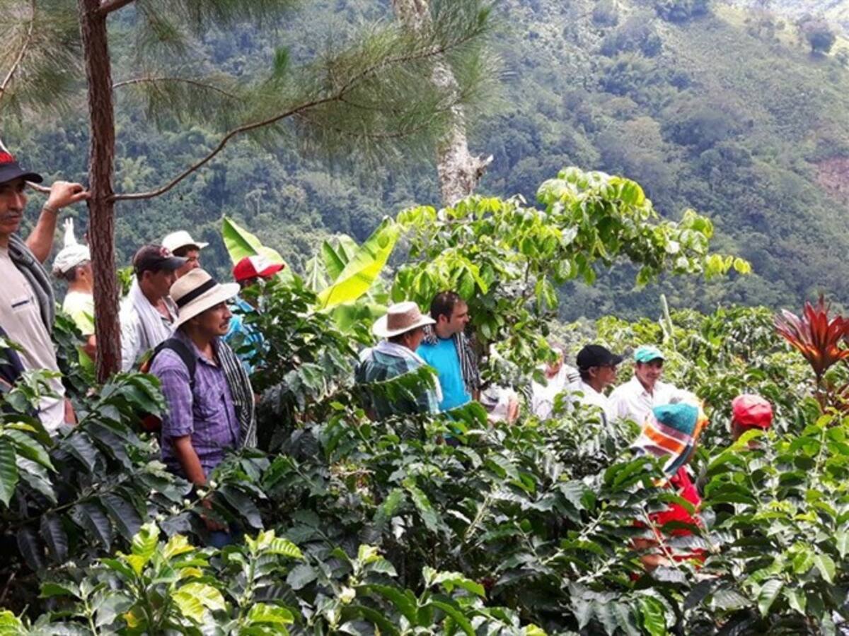 Cafeteros planean “cosecha segura” ante el Coronavirus en Cauca