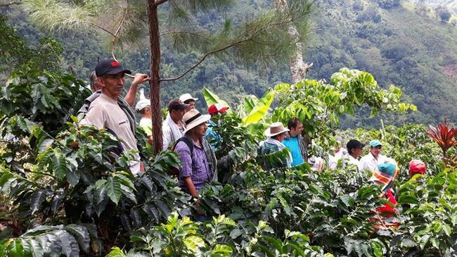 Los recolectores deben practicarse un diagnóstico médico que, de ser favorable, les permitirá acceder a una certificación . Foto: Comité de Cafeteros