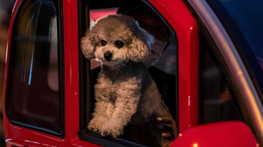La emoción de un perro al visitar la tumba. Foto: Referencia Getty