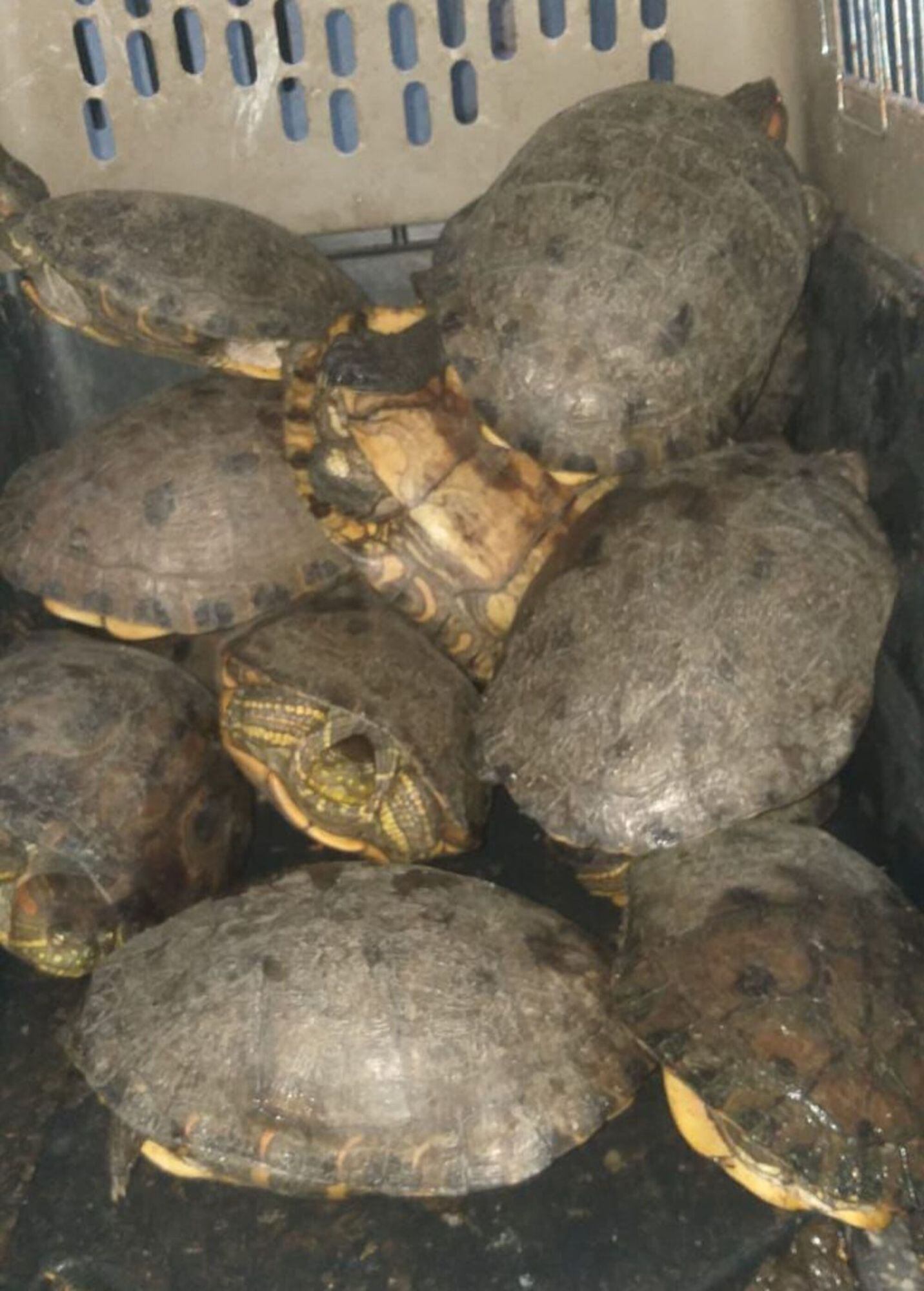Animales rescatados/ Corpamag