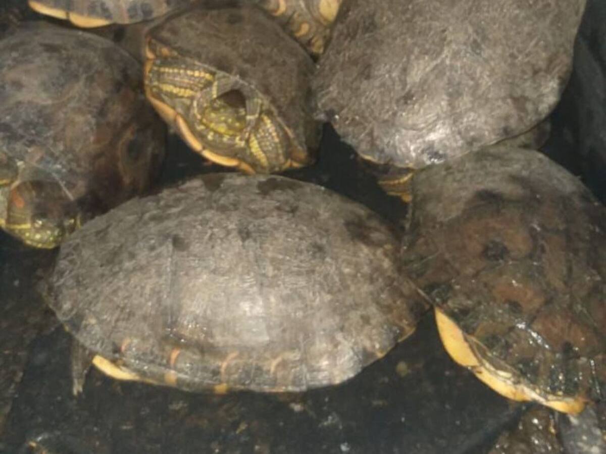 Autoridades ambientales rescataron 37 hicoteas y aves silvestres en el Magdalena