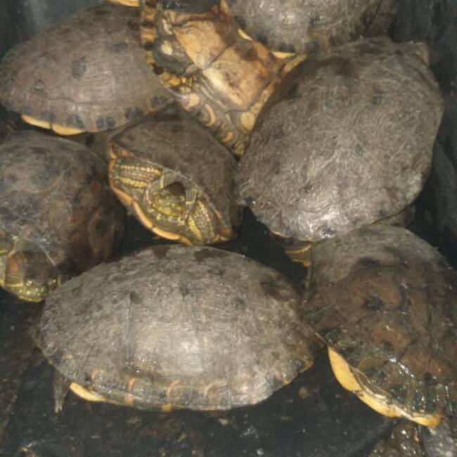 Animales rescatados/ Corpamag