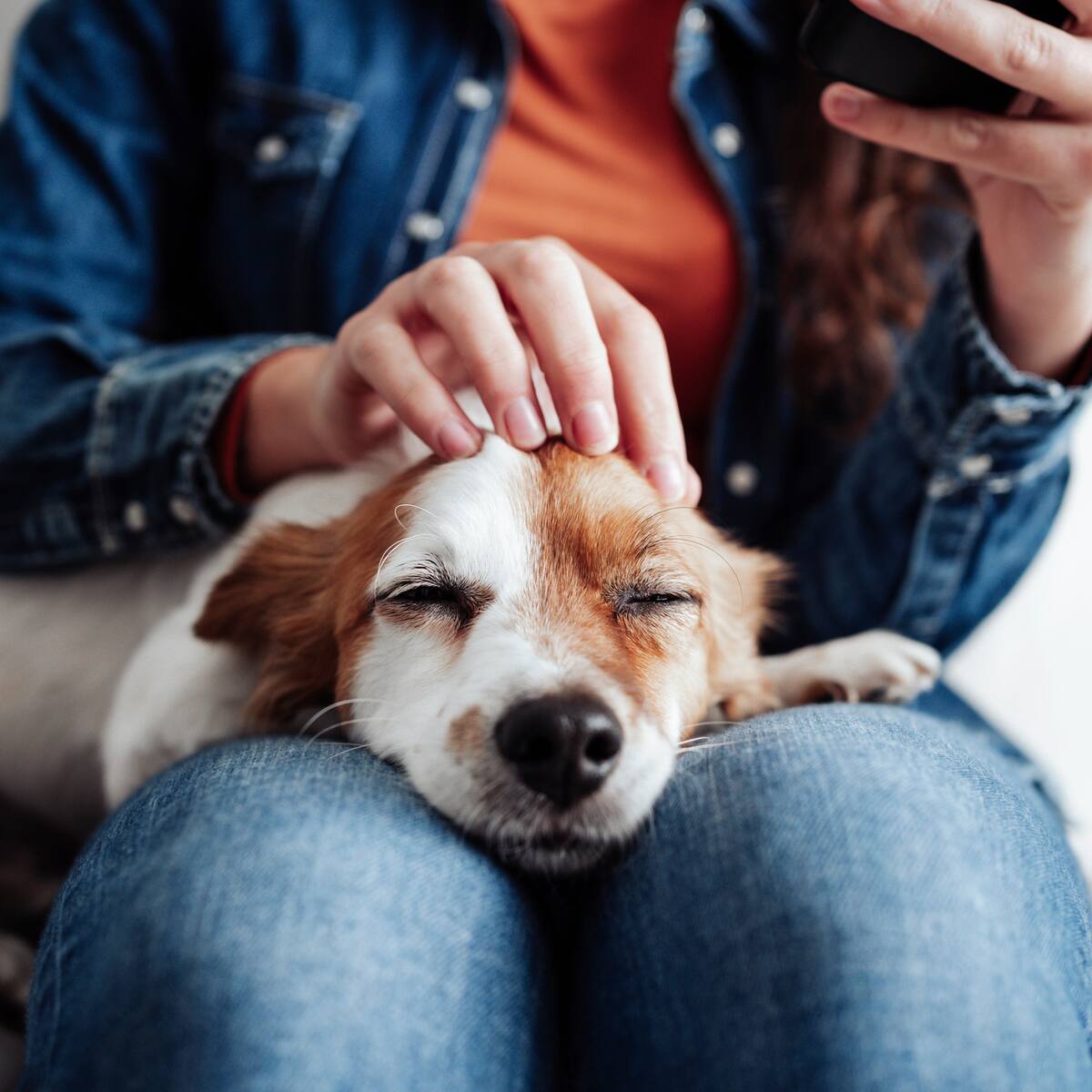 ¿Quiere esterilizar a su perro? Ya hay una vacuna que es una alternativa a la cirugía