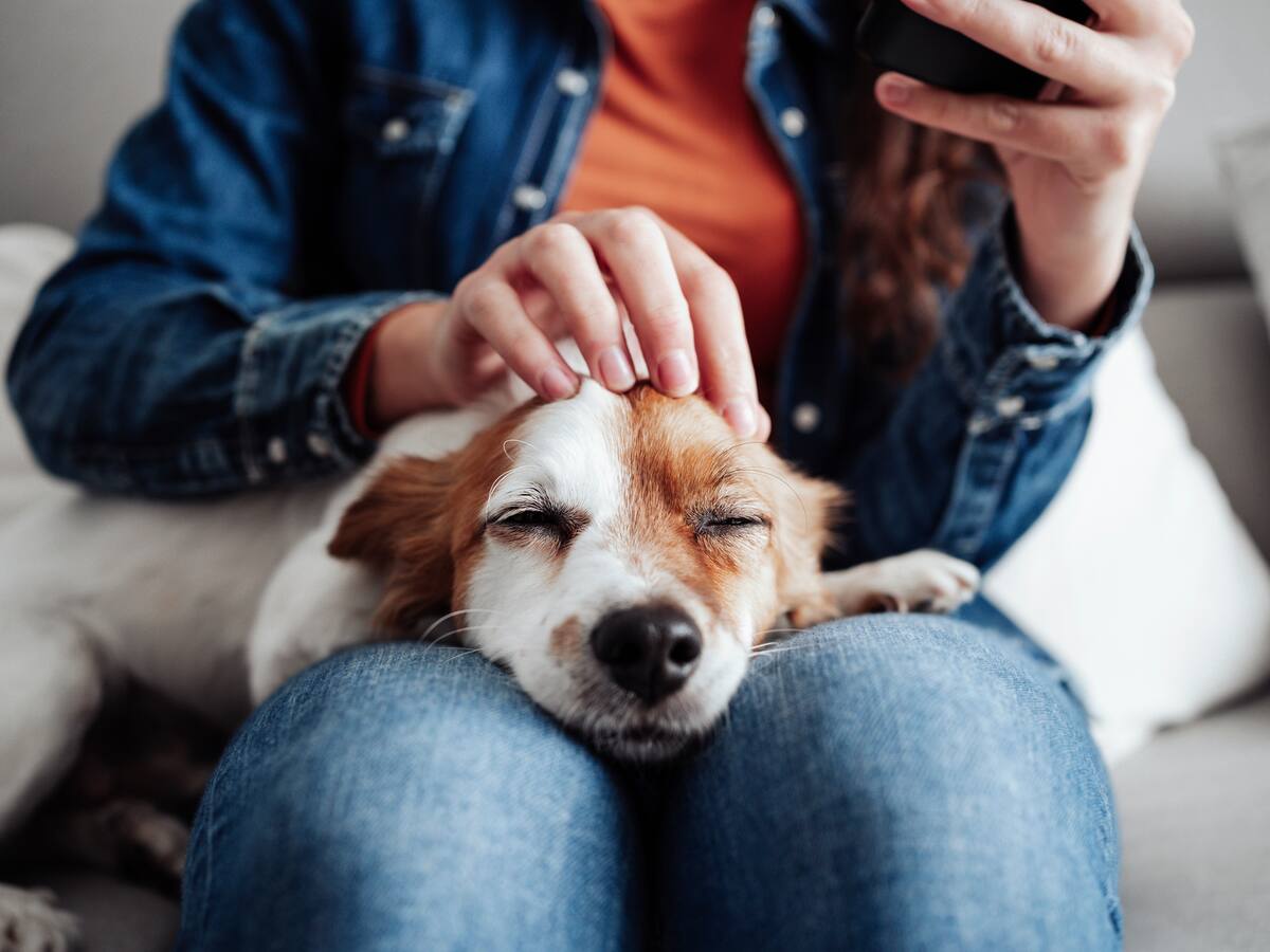 ¿Quiere esterilizar a su perro? Ya hay una vacuna que es una alternativa a la cirugía