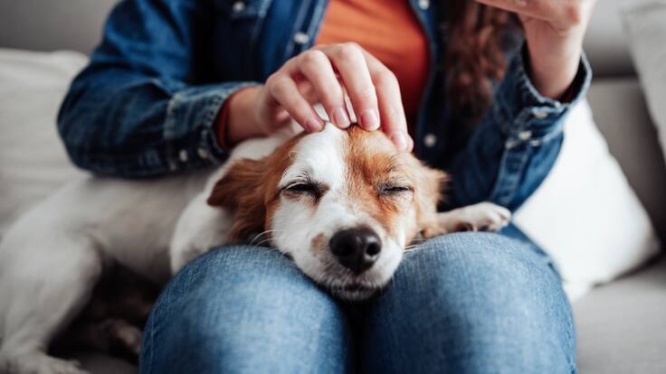 ¿Quiere esterilizar a su perro? Ya hay una vacuna que es una alternativa a la cirugía