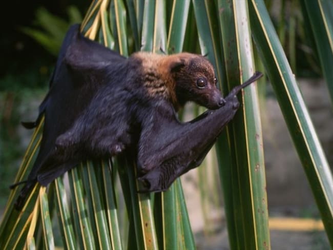 Científicos descubren que los murciélagos “charlan” entre ellos sobre sexo, comida y sueño
