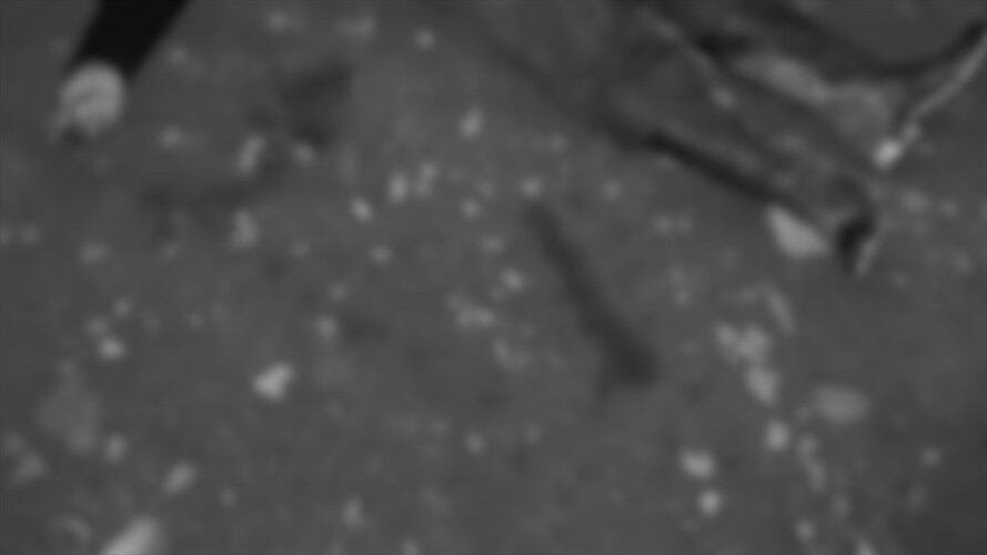 Una comisión integrada por las autoridades indígenas y ordinarias se desplazó al sitio para efectuar las labores de levantamiento . Foto: Cortesía