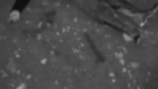 Una comisión integrada por las autoridades indígenas y ordinarias se desplazó al sitio para efectuar las labores de levantamiento . Foto: Cortesía