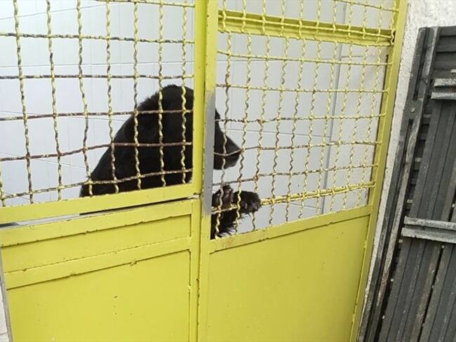 Centro de Zoonosis. Foto: Juan David Barragán - W Radio