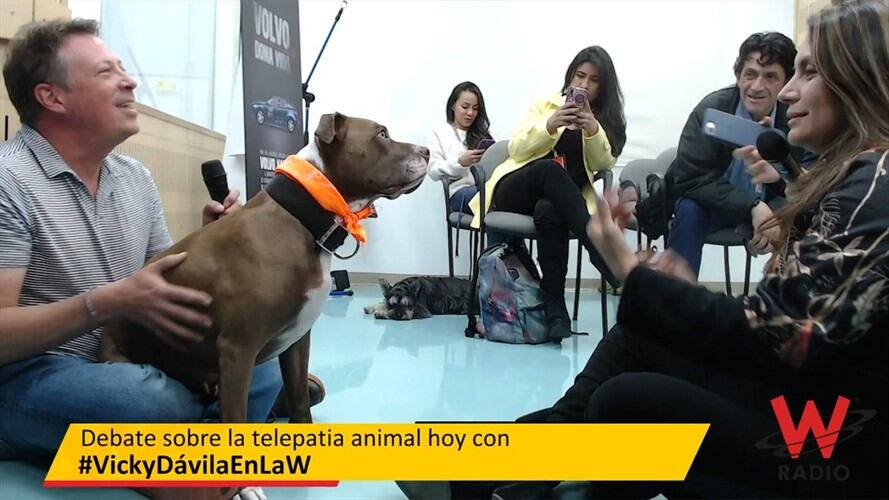 Rocco el pitbull en La W. Foto: La WCon Vicky Dávila