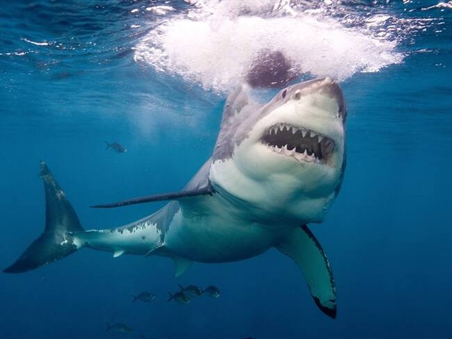 Medida cautelar ordena eliminar expresión “aleta” en resolución de Minagricultura