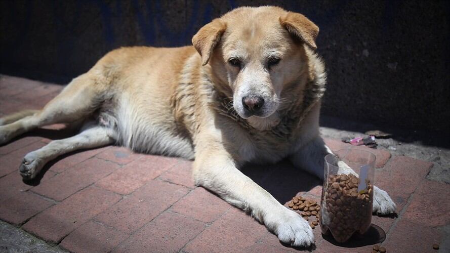 Jaime Torres, alcalde del municipio de Ubaté, Cundinamarca, sorprendió al ordenar el sacrificio de todos los perros callejeros. Foto: Colprensa