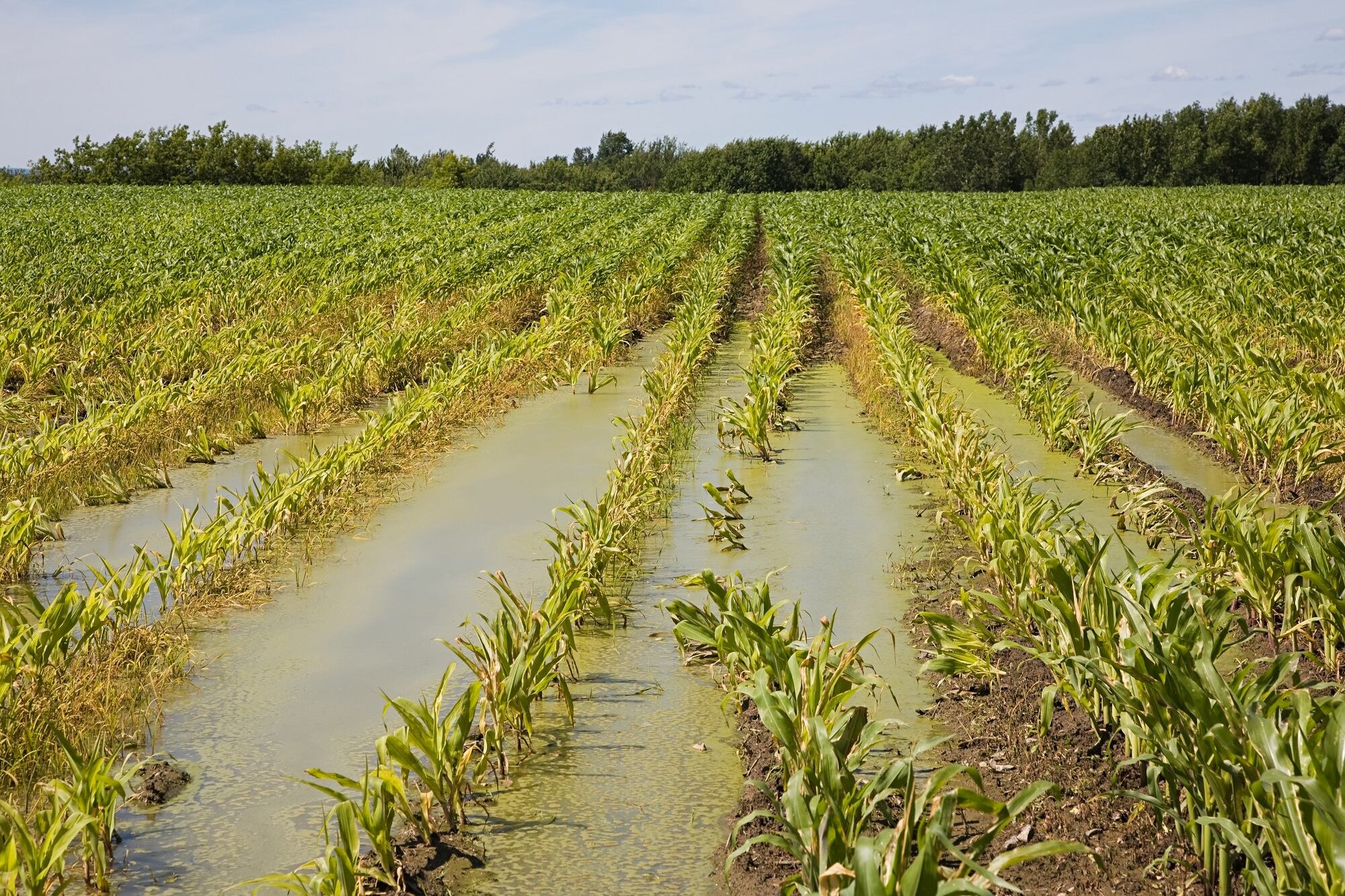 Imagen de referencia de agricultura: Foto: Getty Images
