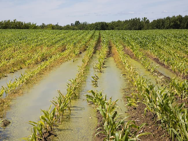 Imagen de referencia de agricultura: Foto: Getty Images