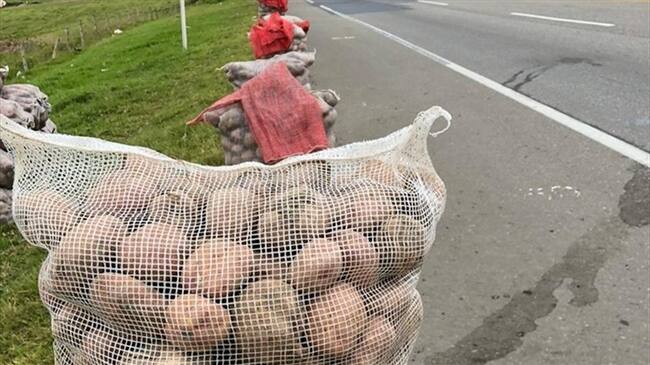 Minagricultura recordó que en estos momentos está en marcha un Incentivo a la Comercialización de Papa por 30.000 millones de pesos. Foto: Redacción W Radio
