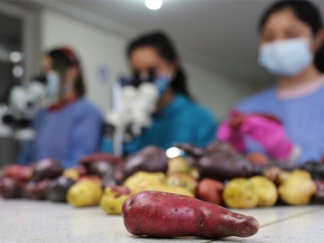 Tesoros Nativos, emprendimiento que busca rescatar cultivos de papa ancestral en Boyacá