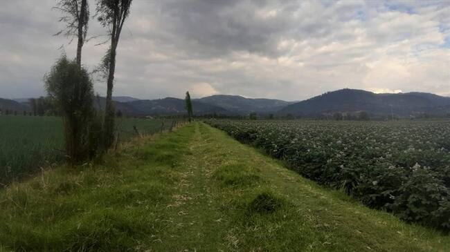 Los productos agrícolas también se están llevando a diferentes municipios del departamento de Boyacá, así como a Cundinamarca y Santander. Foto: La W