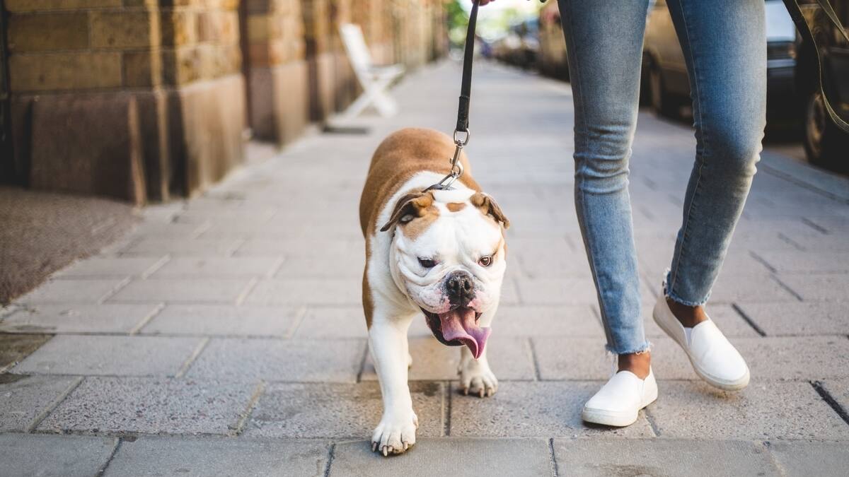Mascotas podrán ingresar al parque El Country de Bogotá