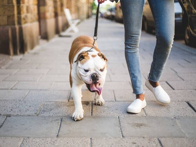 Mascotas podrán ingresar al parque El Country de Bogotá / imagen de referencia. Foto: Getty Images