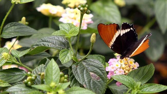 Parques Nacionales protege 19.228 especies de flora y fauna . Foto: Colprensa