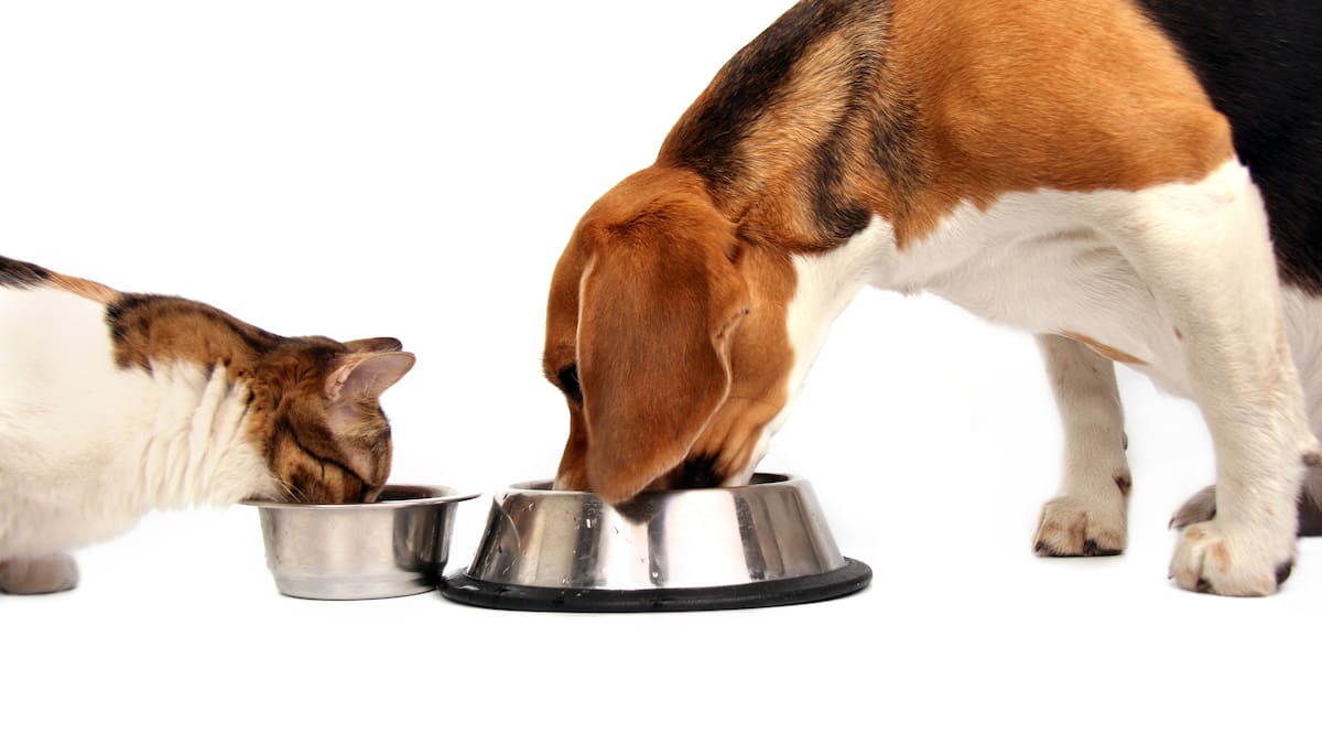 ¿Por qué los perros son considerados ‘glotones’, mientras los gatos ‘racionan’ la comida?