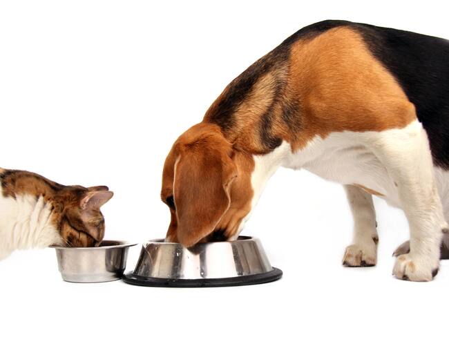 Gato y perro comiendo, imagen de referencia. Foto: Getty Images.