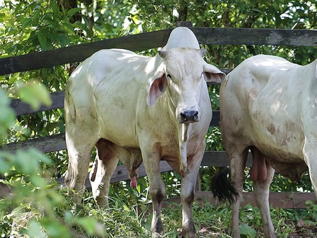Críticas al Gobierno por objeción de proyecto que endurece penas a robo de ganado