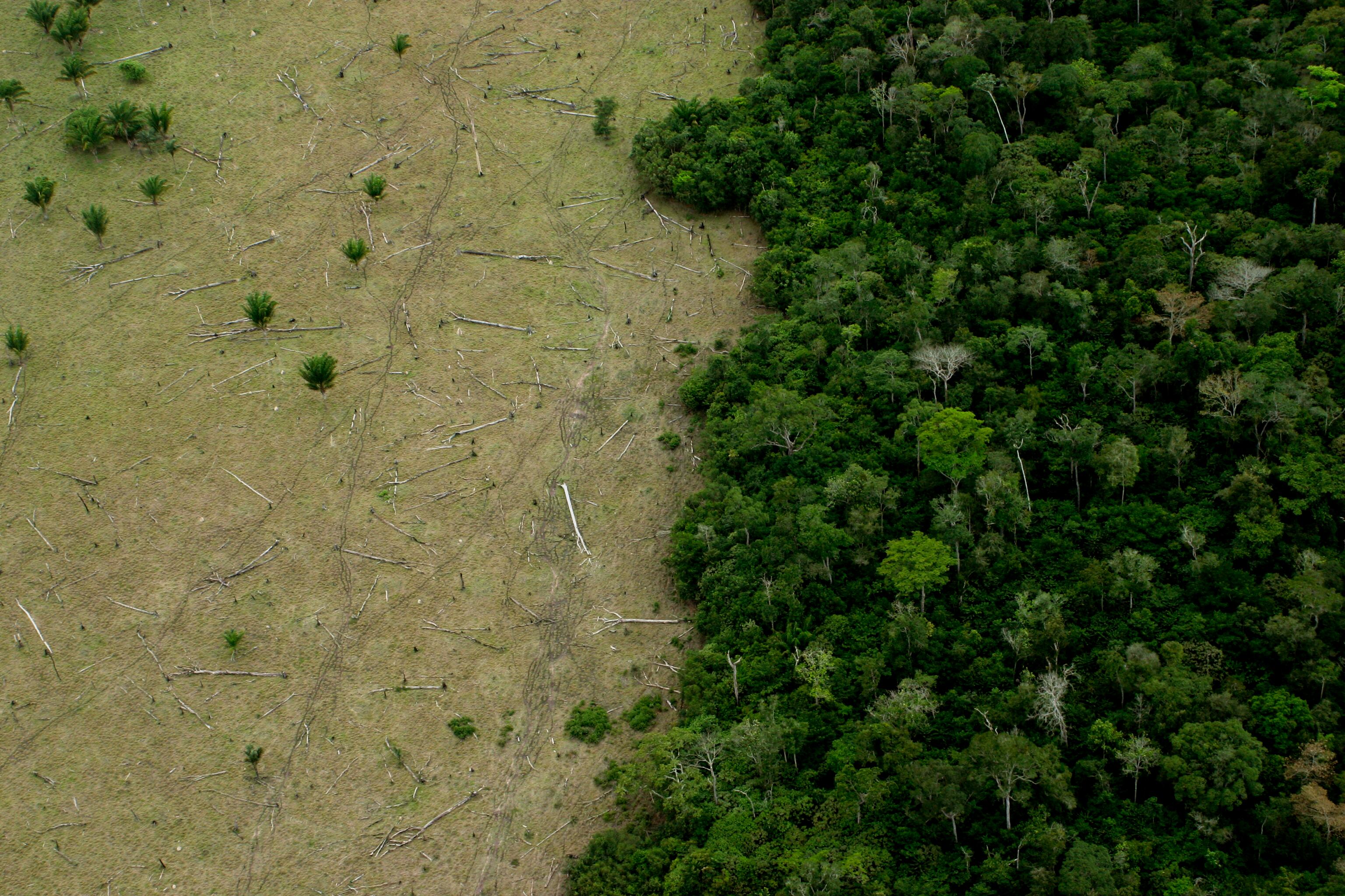 Deforestación de bosques en Amazonas por calentamiento global. Créditos: Getty Images