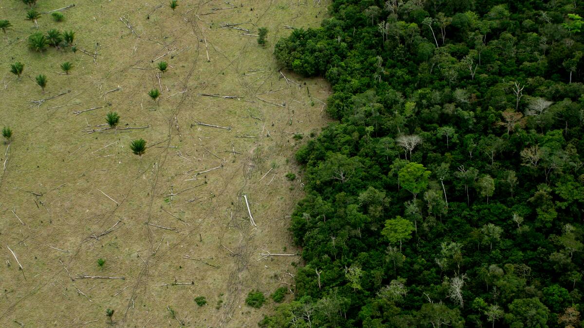 El PIB estará en riesgo si sigue creciendo la deforestación en Colombia