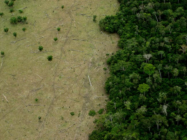 El 17% de bosques amazónicos han sido degradados