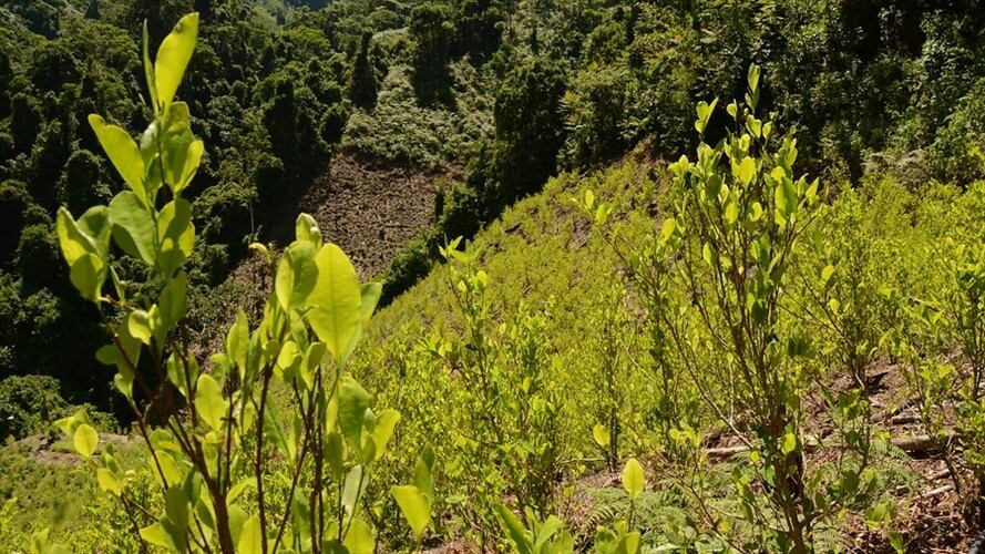 Hoja de coca para preso de Valledupar. Foto: Colprensa