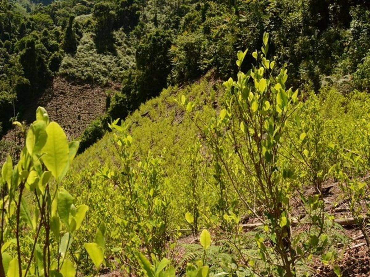 Corte autoriza el ingreso de hoja de coca para un preso en Valledupar