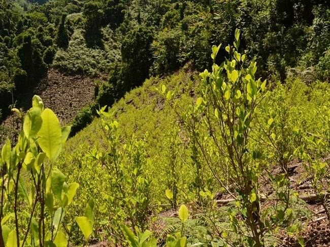 Hoja de coca para preso de Valledupar. Foto: Colprensa