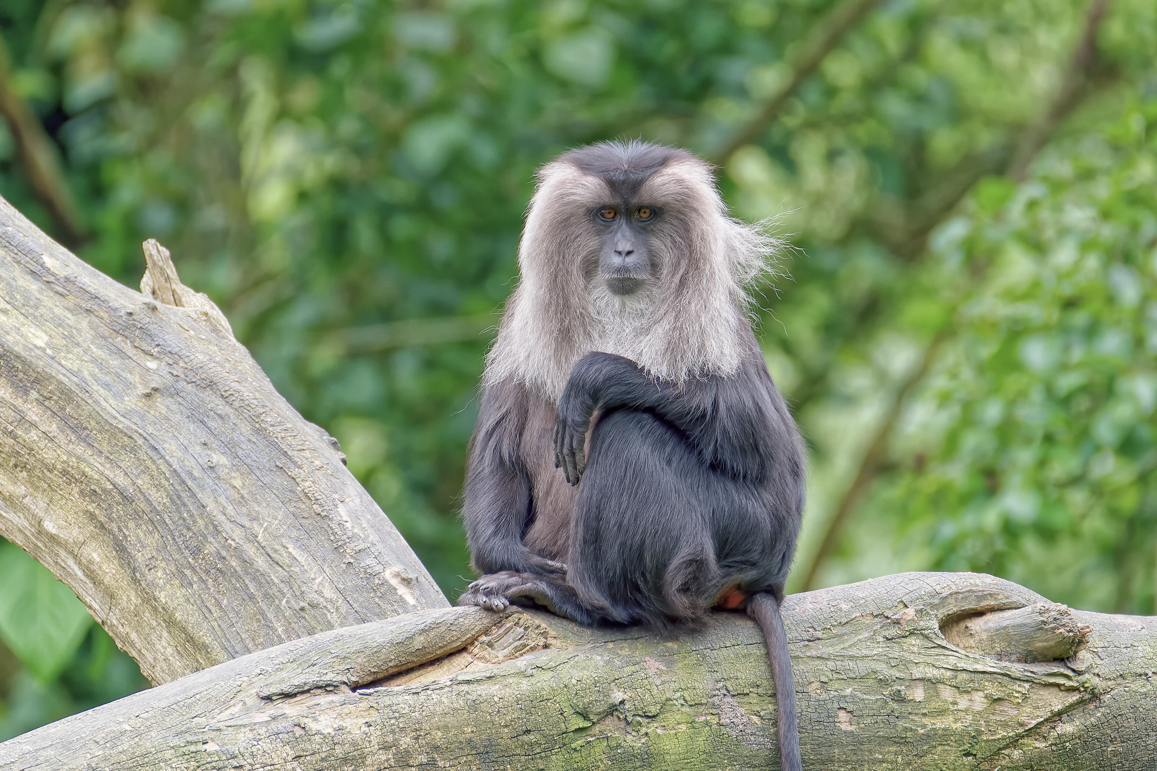 Wanderoo. Foto: Getty Images.