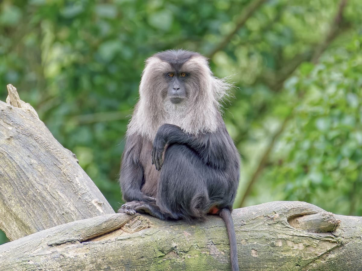 ¿Cuál conoce? 8 animales que empiezan con letra W: Casi ninguno se encuentra en Colombia