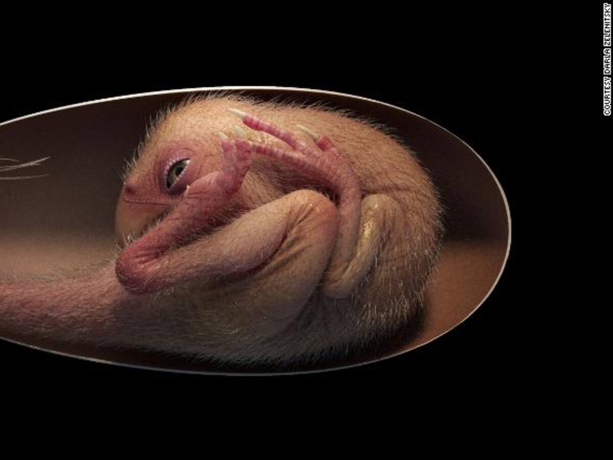 Huevo de dinosaurio perfectamente conservado fue hallado en China