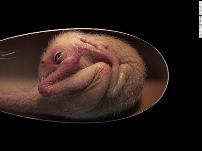 Huevo de dinosaurio hallado en China refuerza teoría de relación con las aves / Foto: Universidad de Birmingham