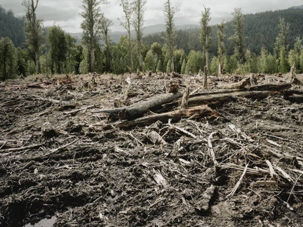 Gigantesca intervención judicial y operativa contra la deforestación