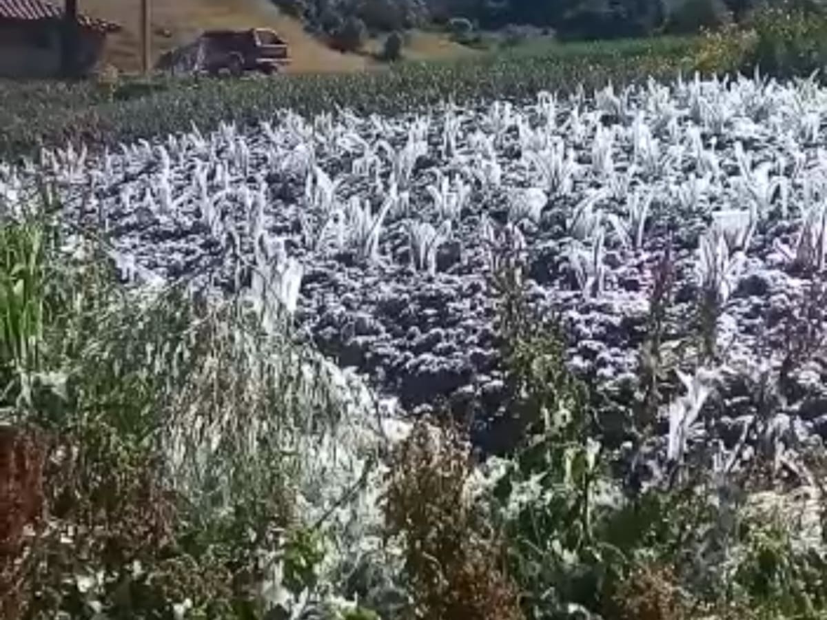 Boyacá: Heladas afectan más de 5000 hectáreas de cebolla en Aquitania
